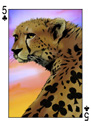 Cheetah of Clubs